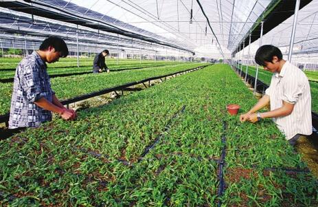 大學情侶返鄉創業，中草藥科技咨詢年入百萬的傳奇