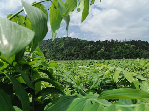 科研機構與中醫藥產業聯姻 祁門縣以中草藥科技咨詢力促高質量發展