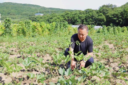 科技賦能，良方增效 通化市以技術咨詢驅動中藥材產業高質量發展
